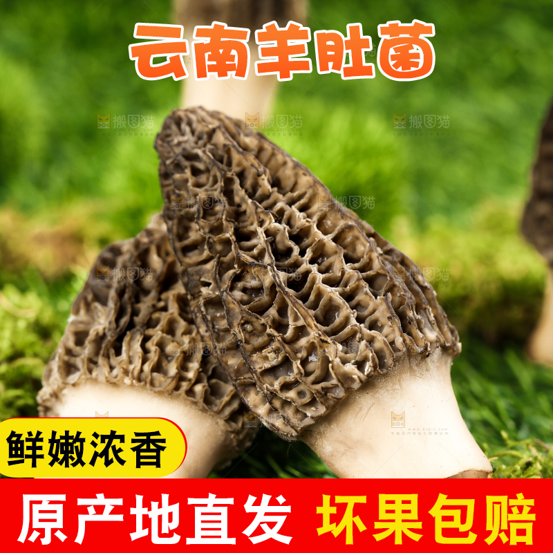 草地上的羊肚菌