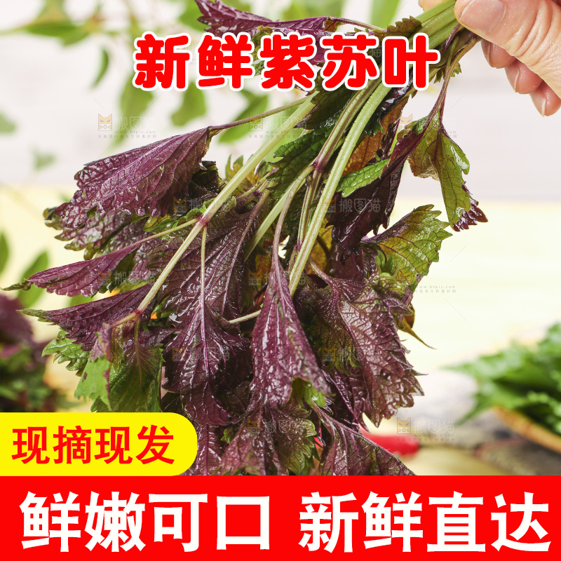 手拿紫苏叶