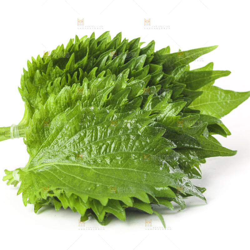 白底上的紫苏叶