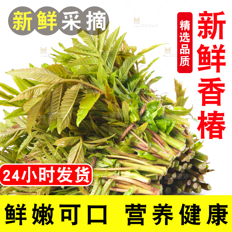 白底上放着野生香椿芽