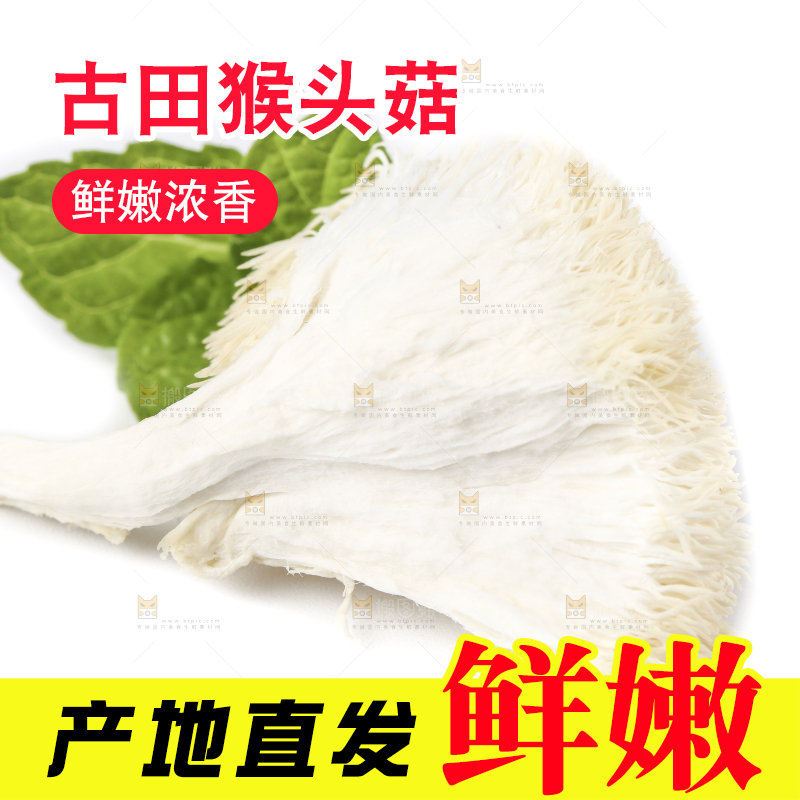 白底上的长白山猴头菇