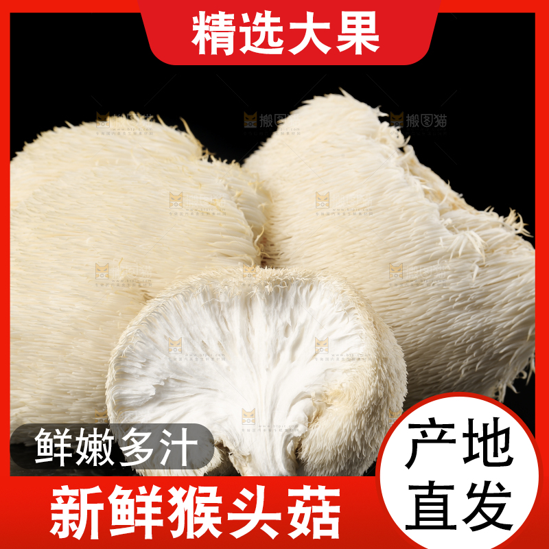 黑石板上的古田猴头菇