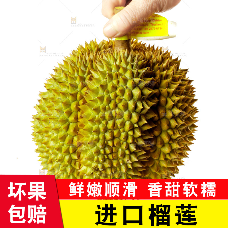 白底上的新鲜榴莲