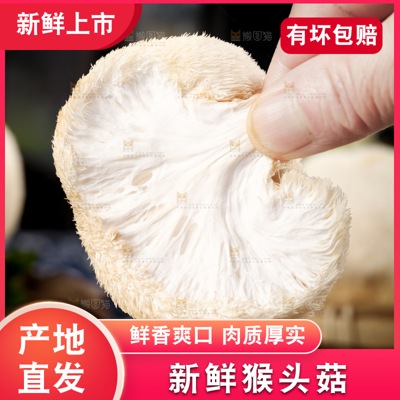 手里拿着新鲜猴头菇