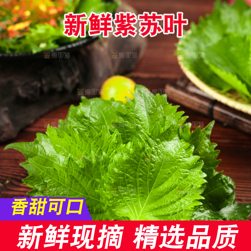 木板上的青紫苏叶