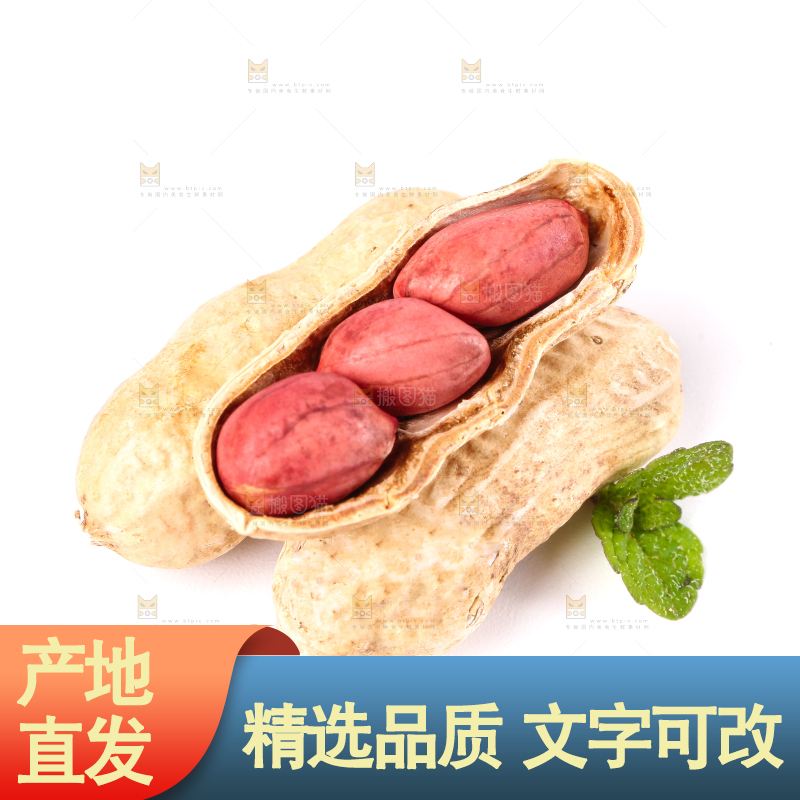 东北红皮花生放在白底上