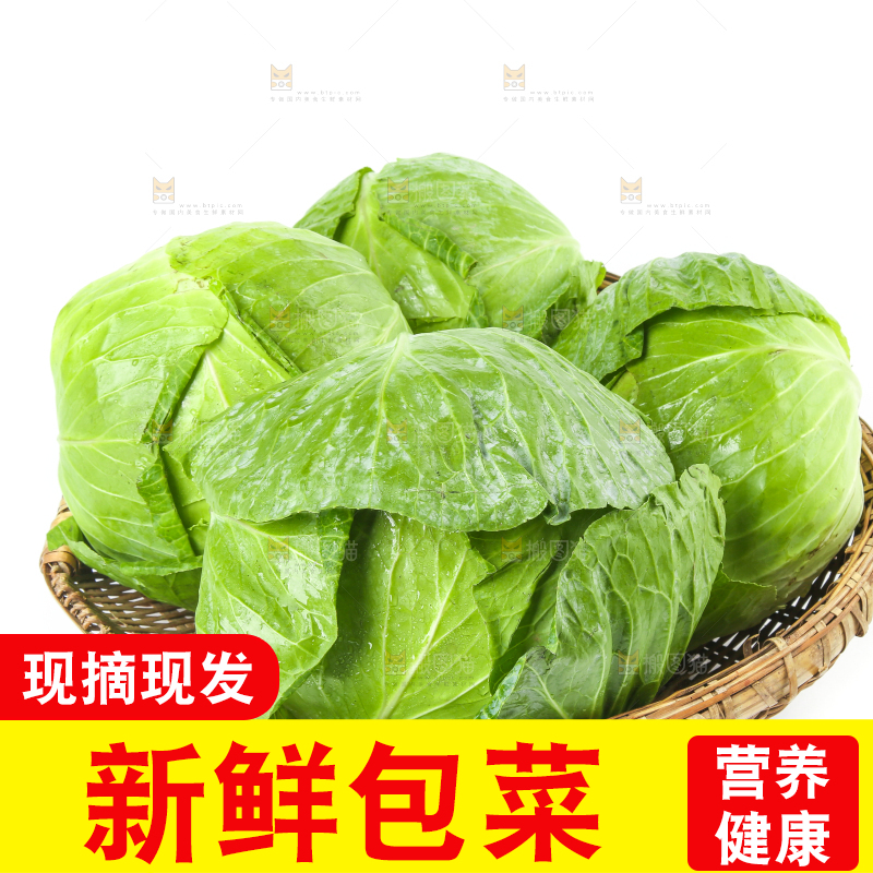 一筐新鲜包心菜放在白底上