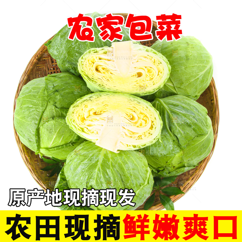 一筐新鲜包心菜放在白底上