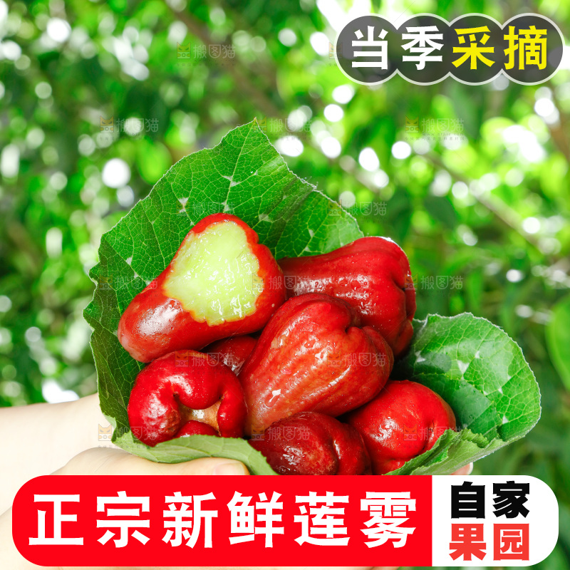 手拿新鲜莲雾