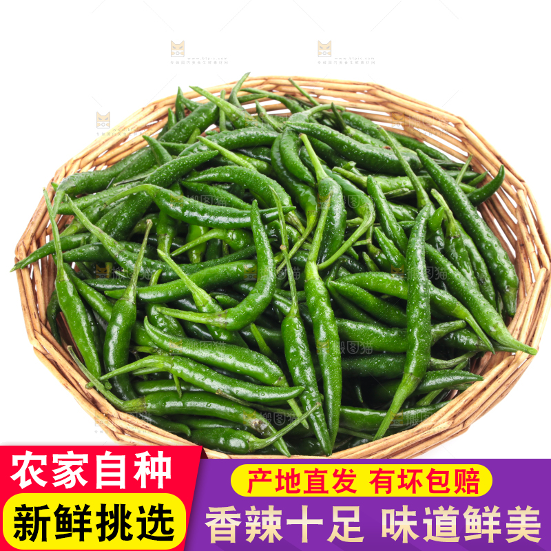 一筐新鲜的青小米辣放在白底上