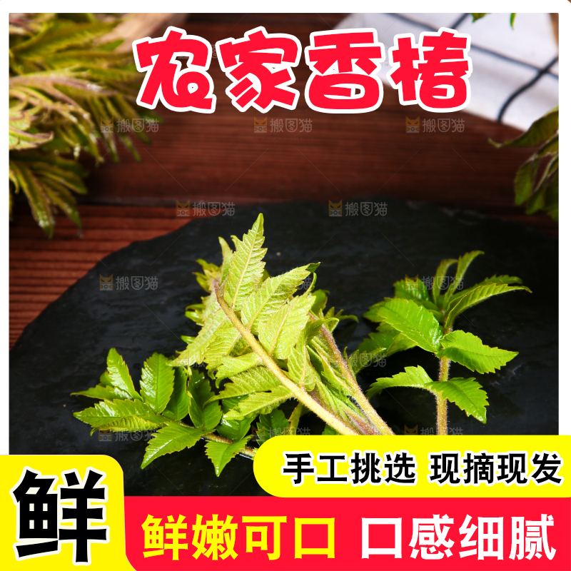 黑石板上的山东香椿芽