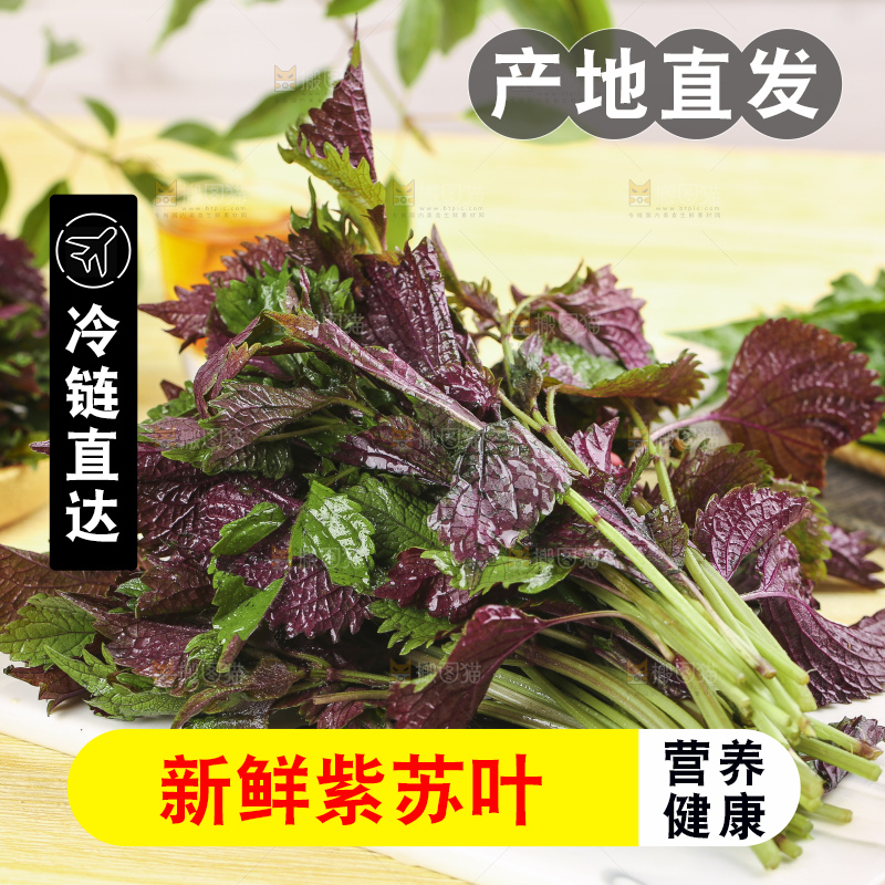 石板上的新鲜苏叶