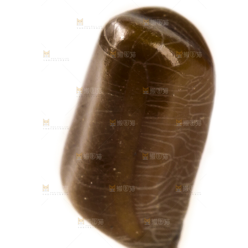 白底上的决明子
