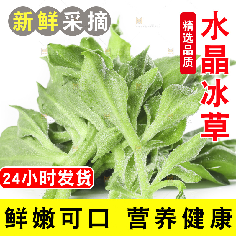 白底上的冰草