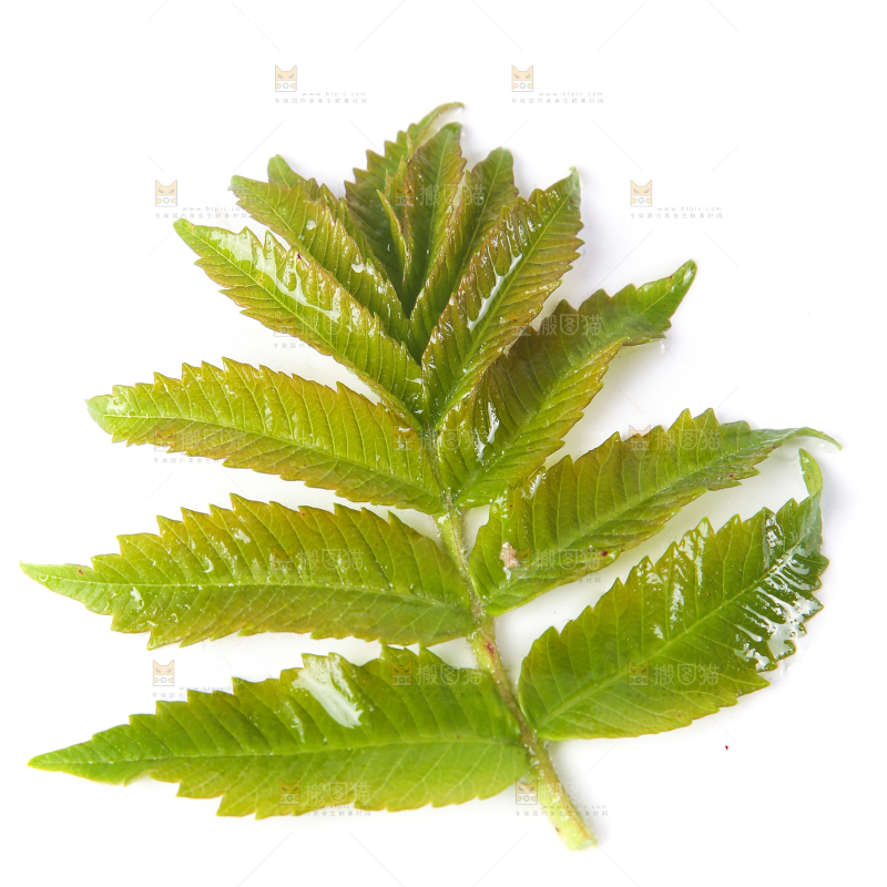 白底上的香椿芽
