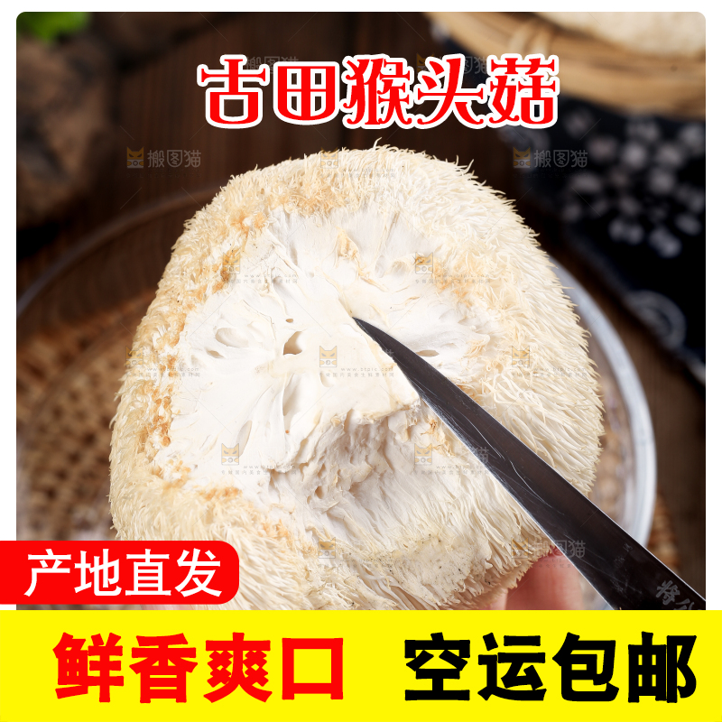 手里拿着新鲜猴头菇