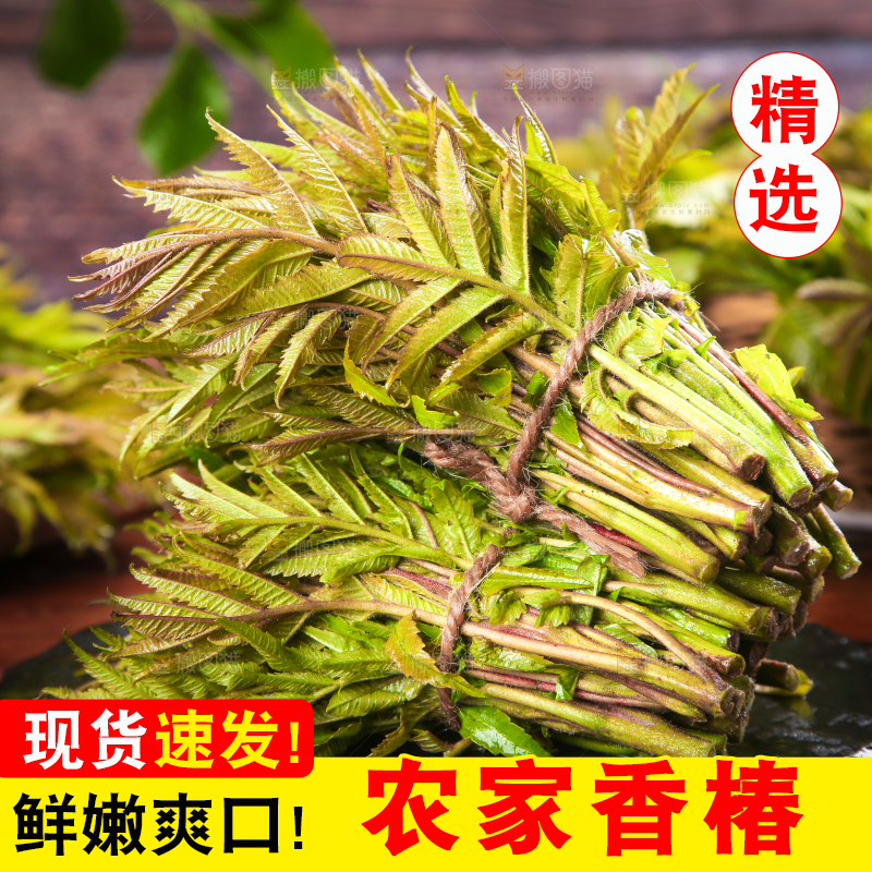 黑石板放着新鲜红香椿