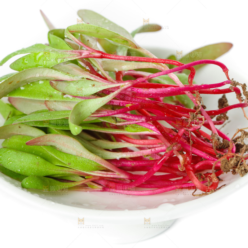 一碗芽苗菜放在白底上