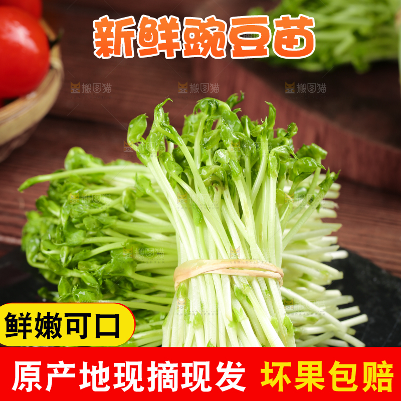 黑石板上的豌豆芽苗菜