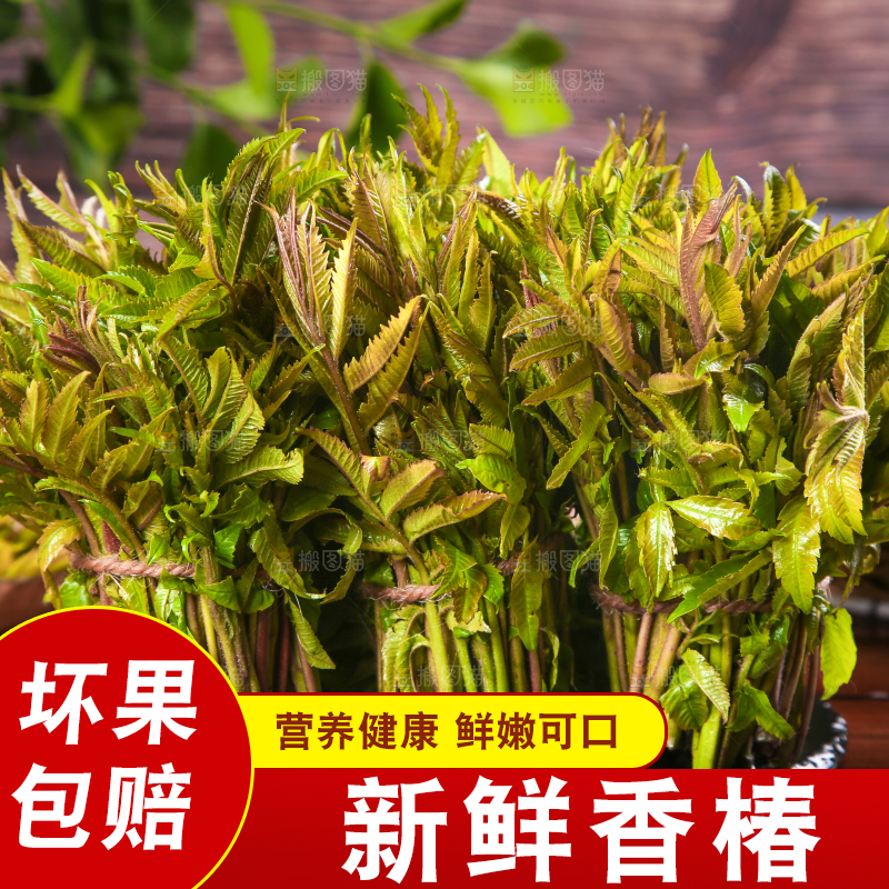 黑石板放着新鲜红香椿