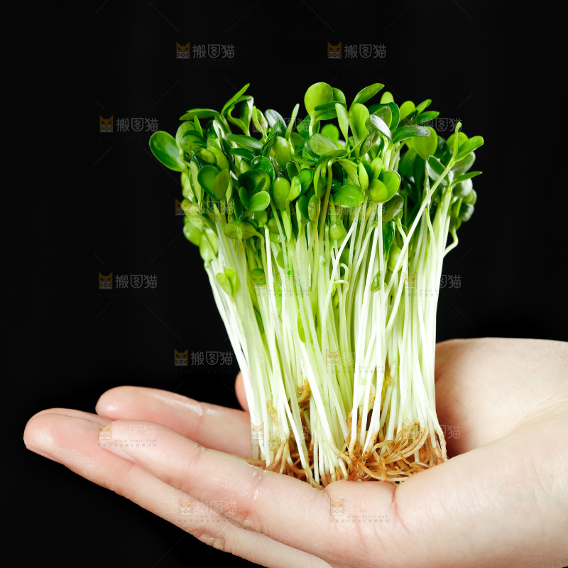 手拿香椿苗芽