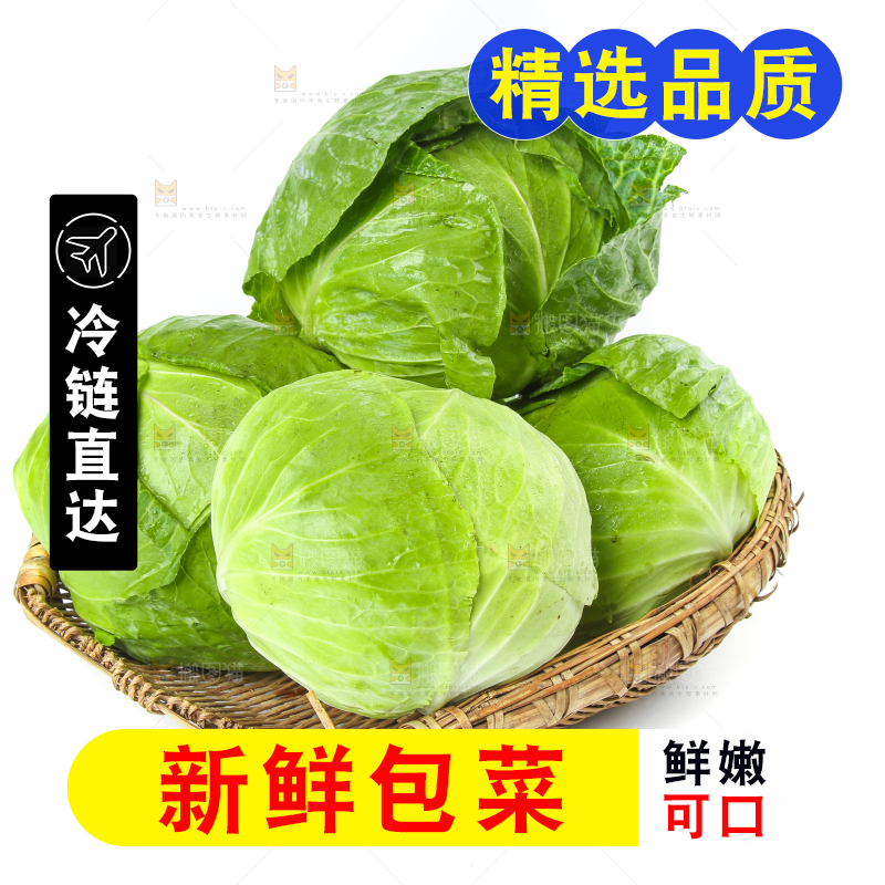 一筐新鲜包心菜放在白底上