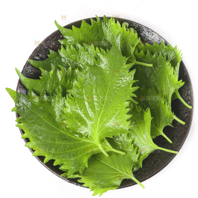 一盘东北苏子叶放在白底上