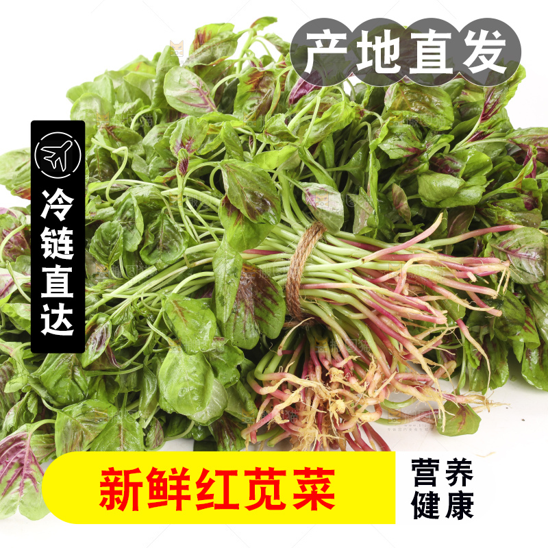 白底上的红苋菜