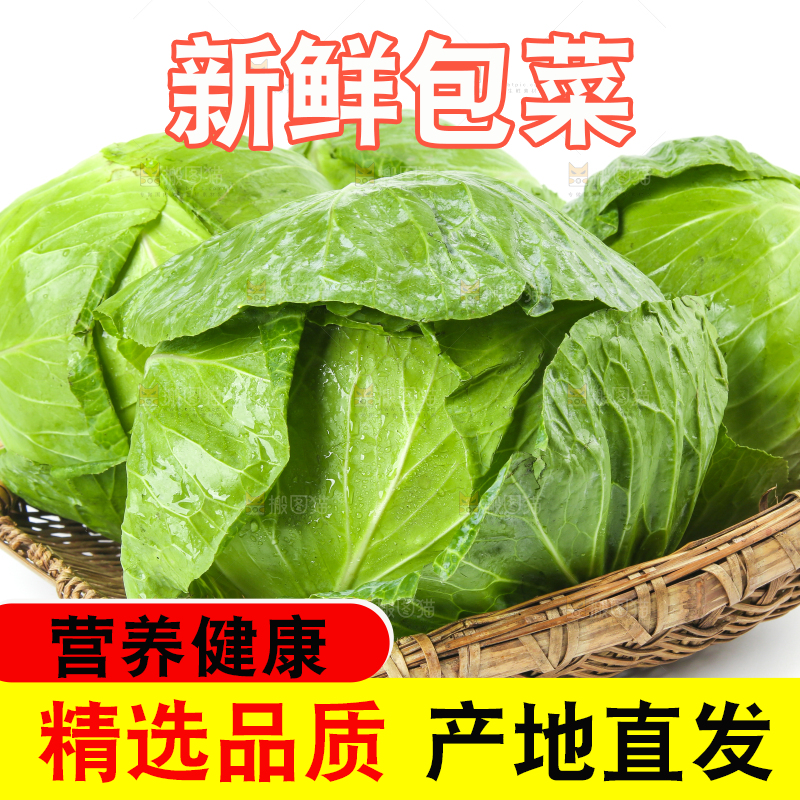 一筐新鲜包心菜放在白底上