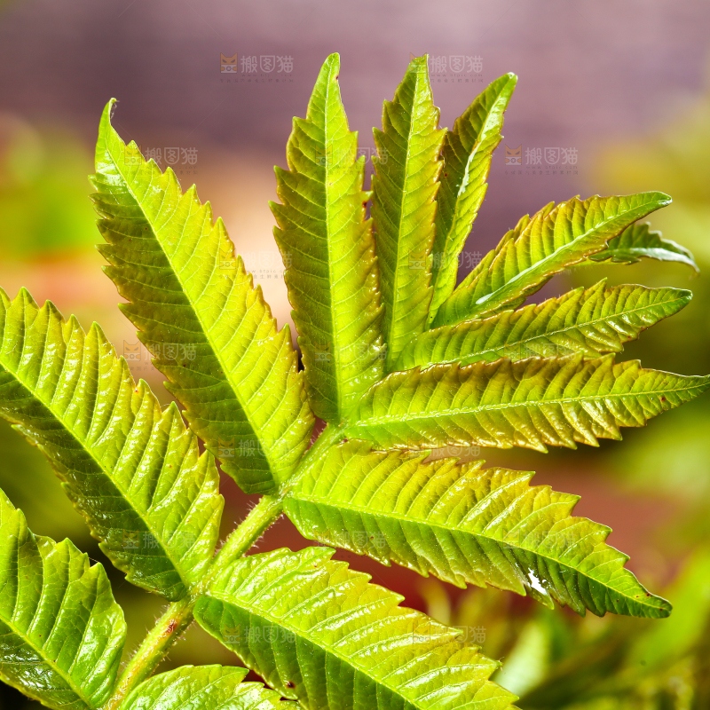 浅底上的香椿芽