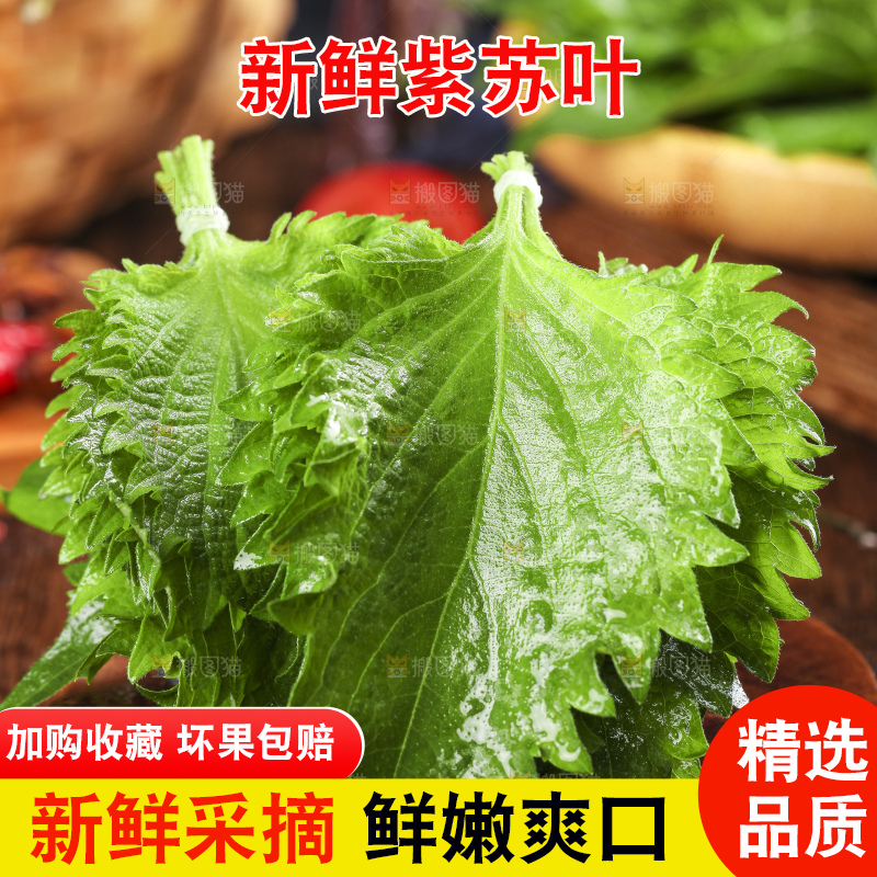 木底上的新鲜紫苏叶