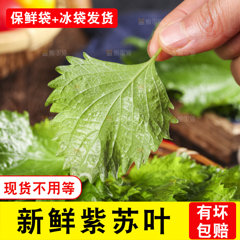 手拿紫苏叶