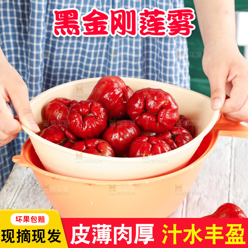 手拿一盆黑金刚莲雾