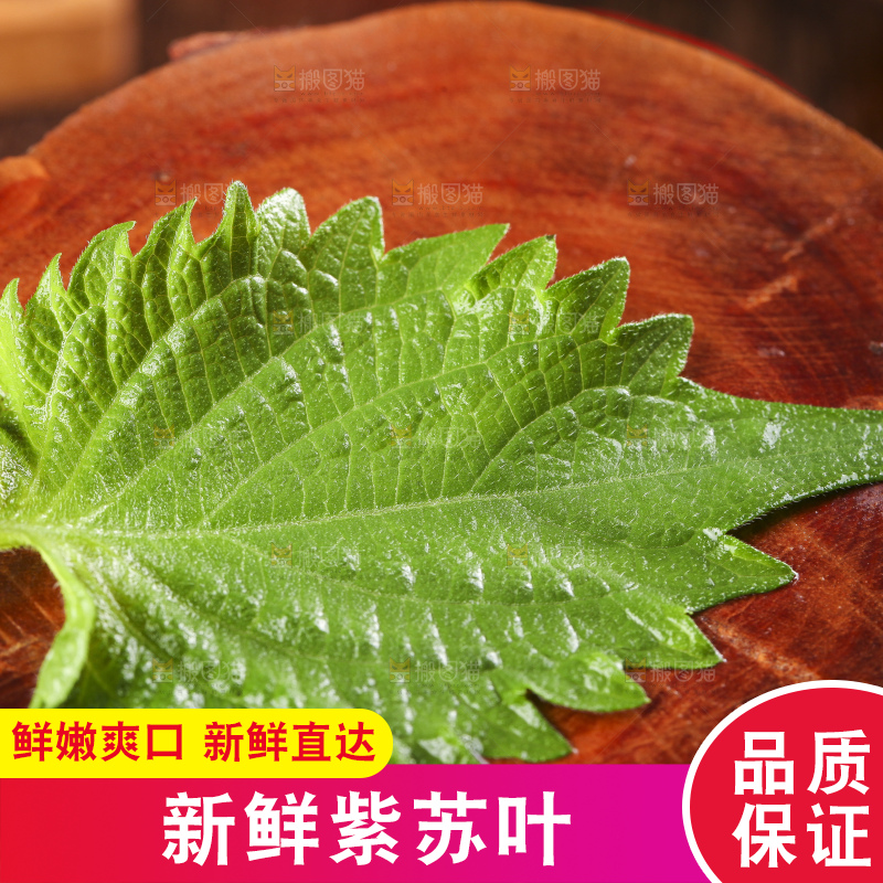 木底上的新鲜紫苏叶