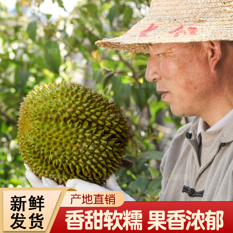 农民手里拿着泰国甲仑榴莲