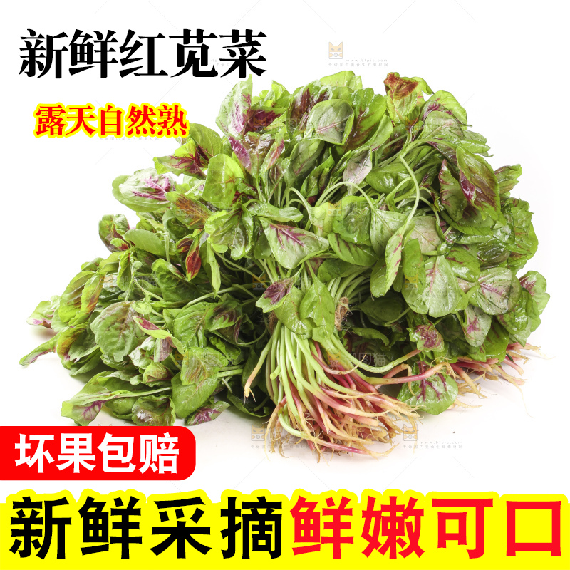 白底上的红苋菜