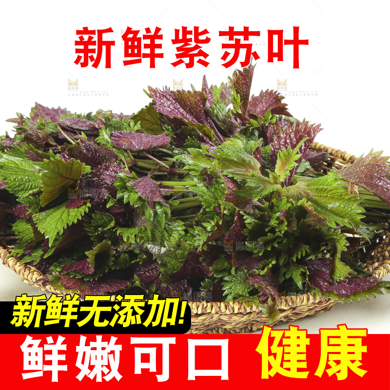 一筐新鲜紫苏叶放在白底上