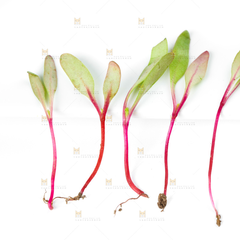 白底上的甜菜苗