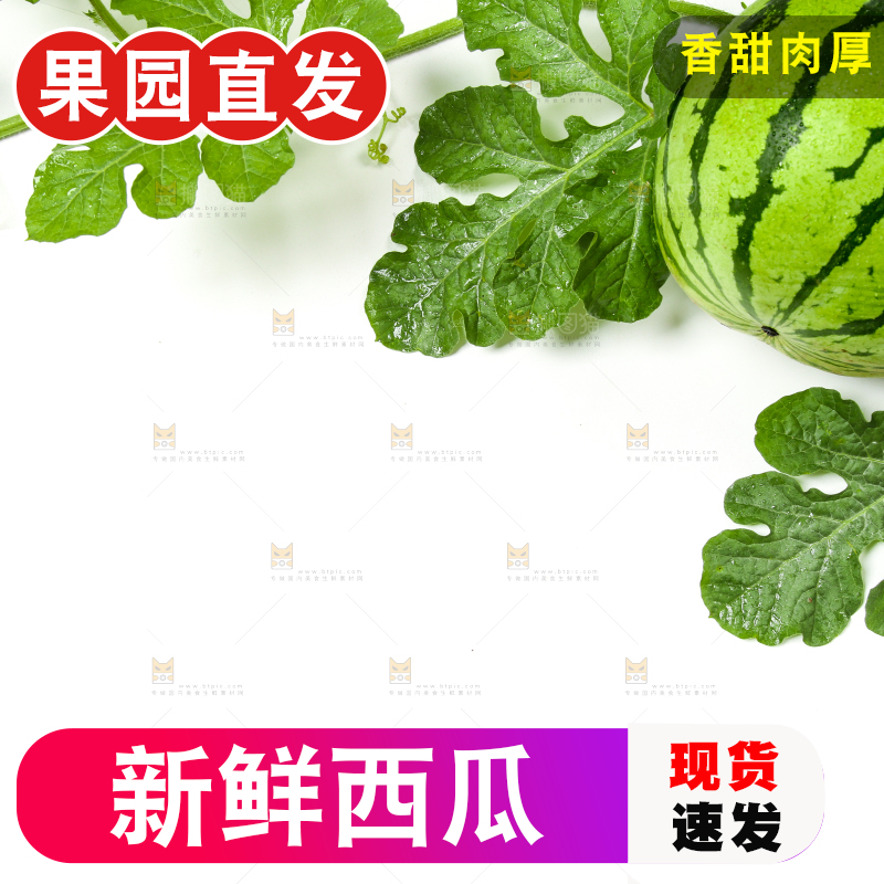 白底上的新鲜西瓜
