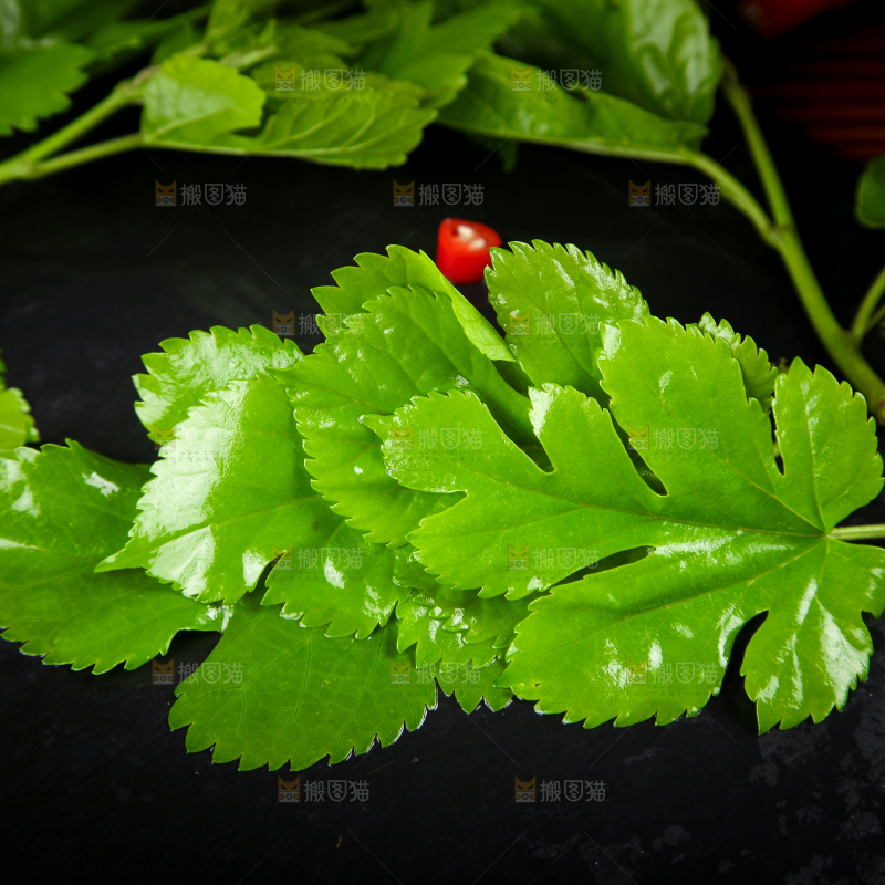 黑石板上放着桑树叶