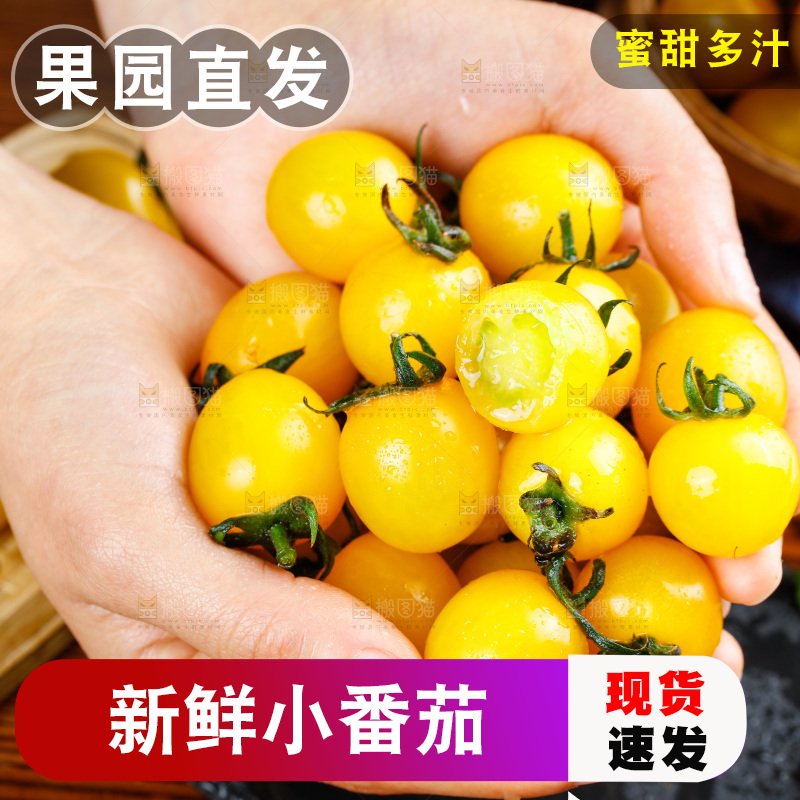 手拿着黄金小番茄