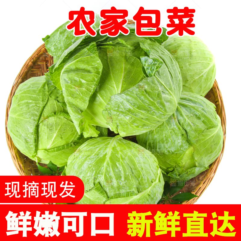 一筐新鲜包心菜放在白底上