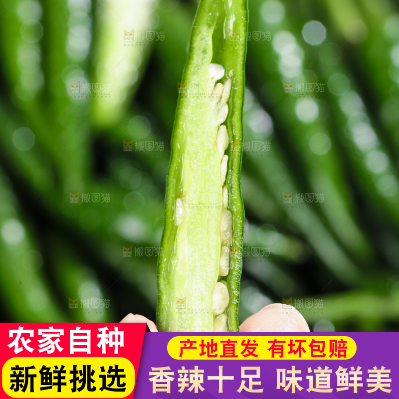 手拿切开的新鲜青辣椒