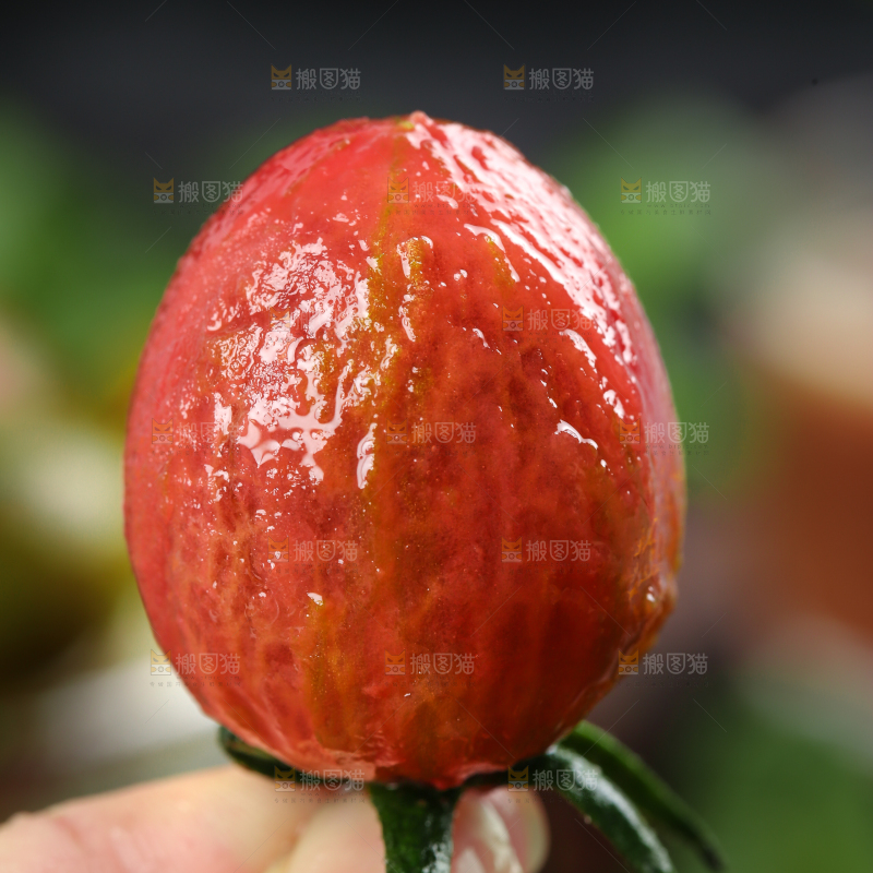 手拿剥皮的迷彩圣女果