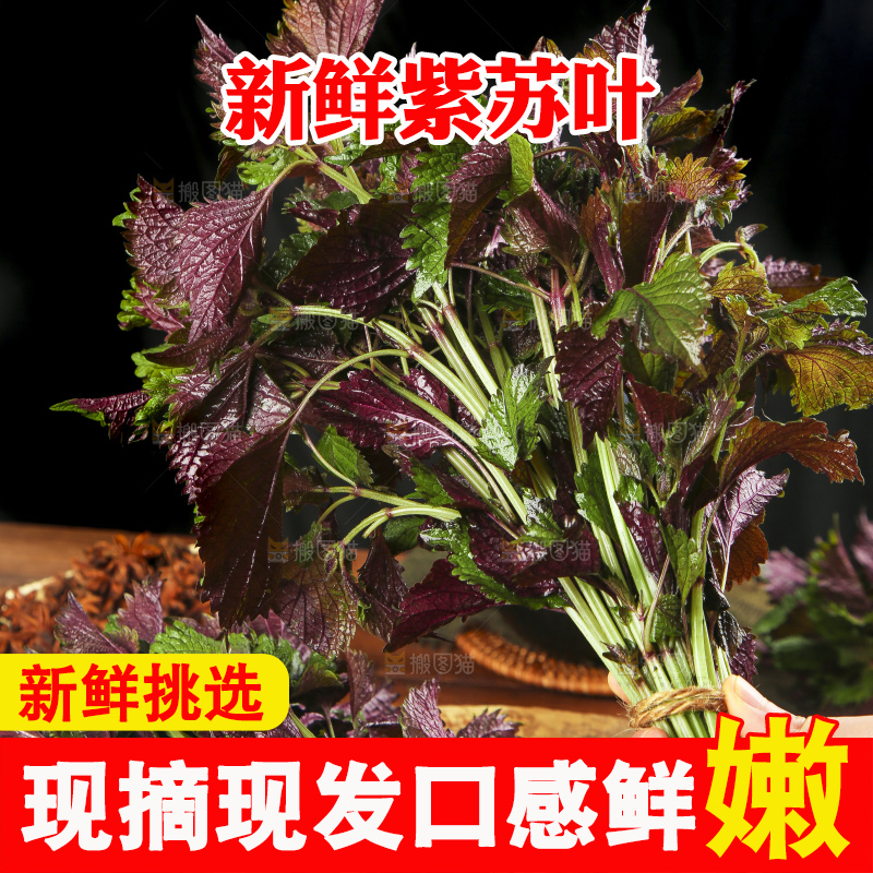 手拿紫苏叶