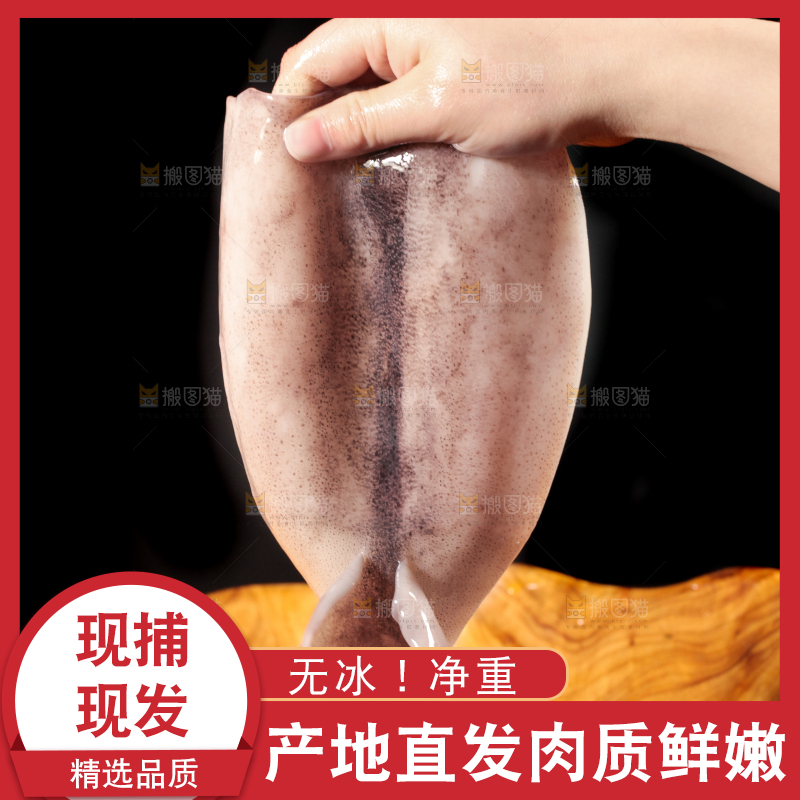 手里拿着鲜鱿鱼