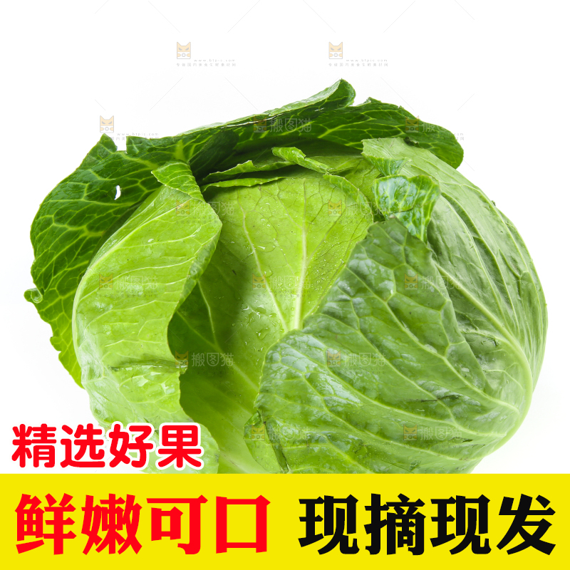 白底上的新鲜包菜