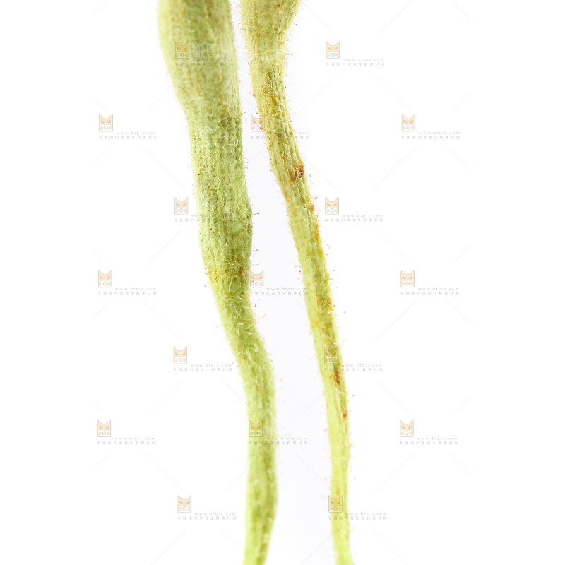白底上的金银花