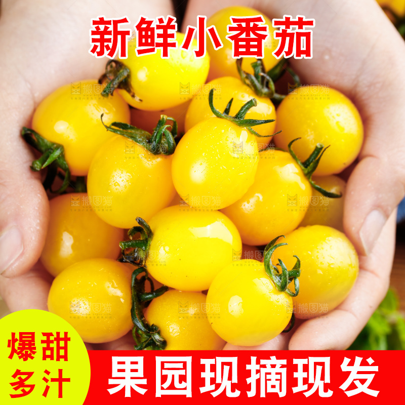 手拿着黄金小番茄