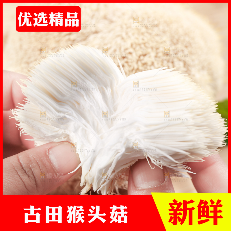 手里拿着新鲜猴头菇